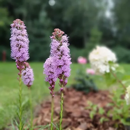 Zacisze Stasia Nyaraló